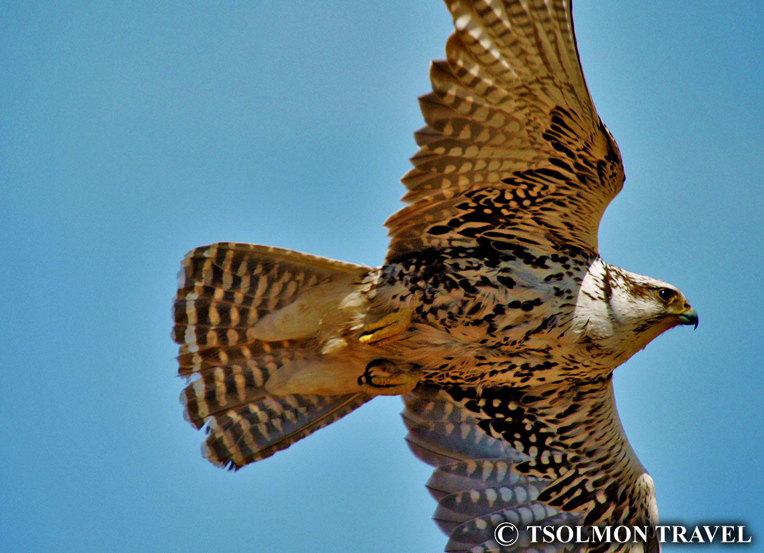 South Mongolia bird watching tour