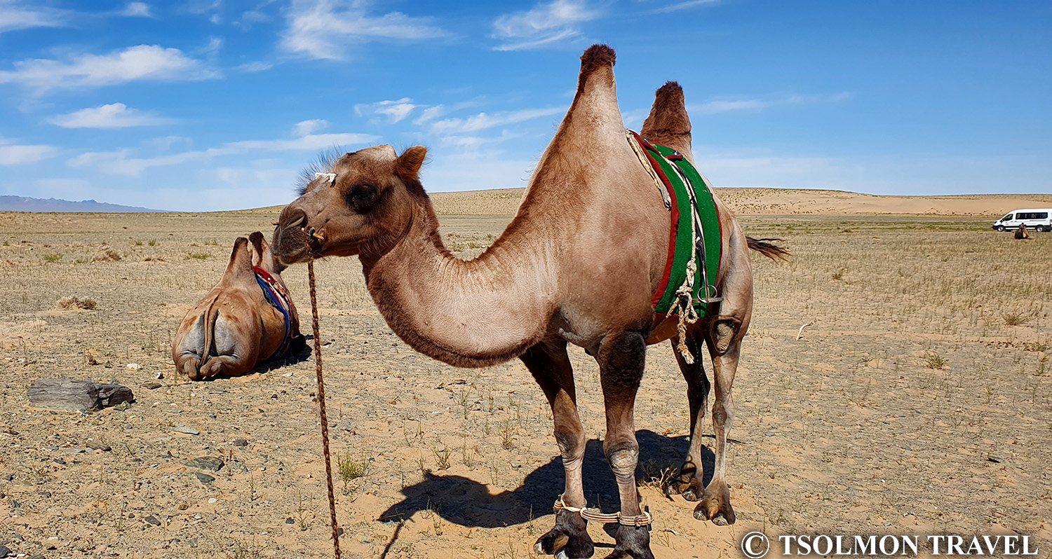 The Magnificent Mongolian Gobi