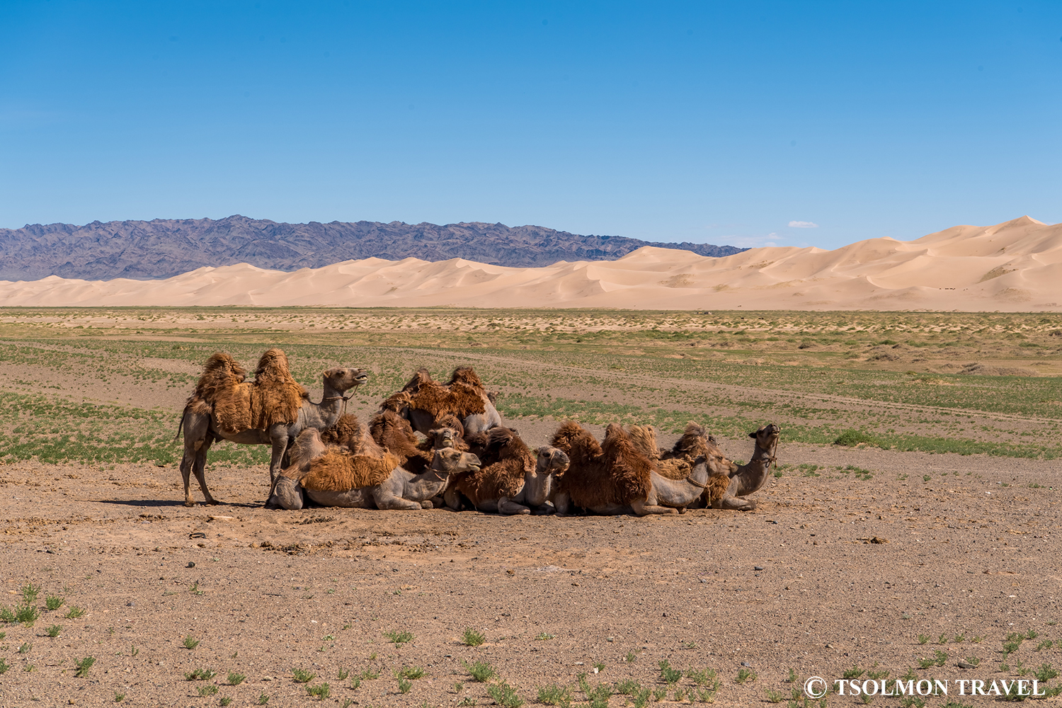 Gobi desert