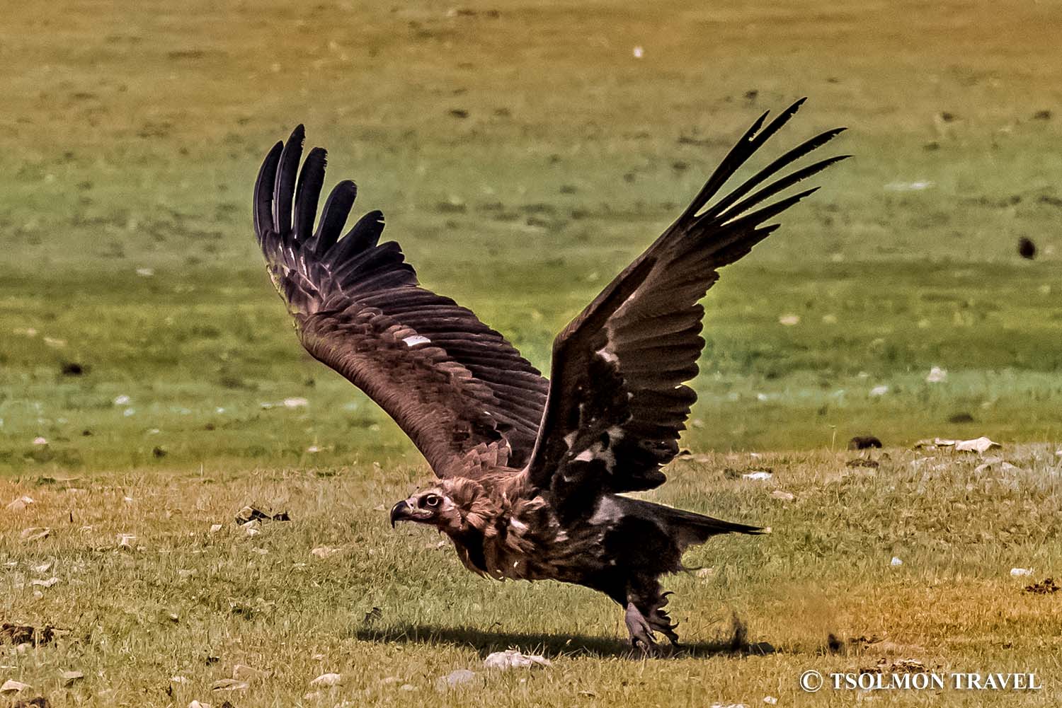 Bird Watching Tour Western Mongolia