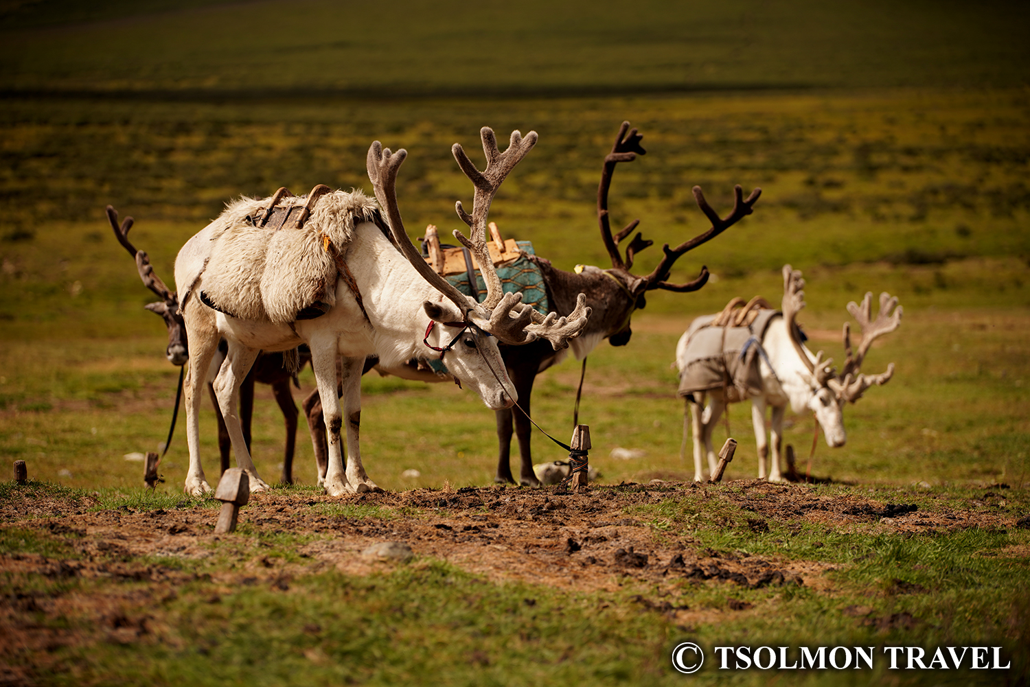 Equestrian tour in Khuvsgul Lake