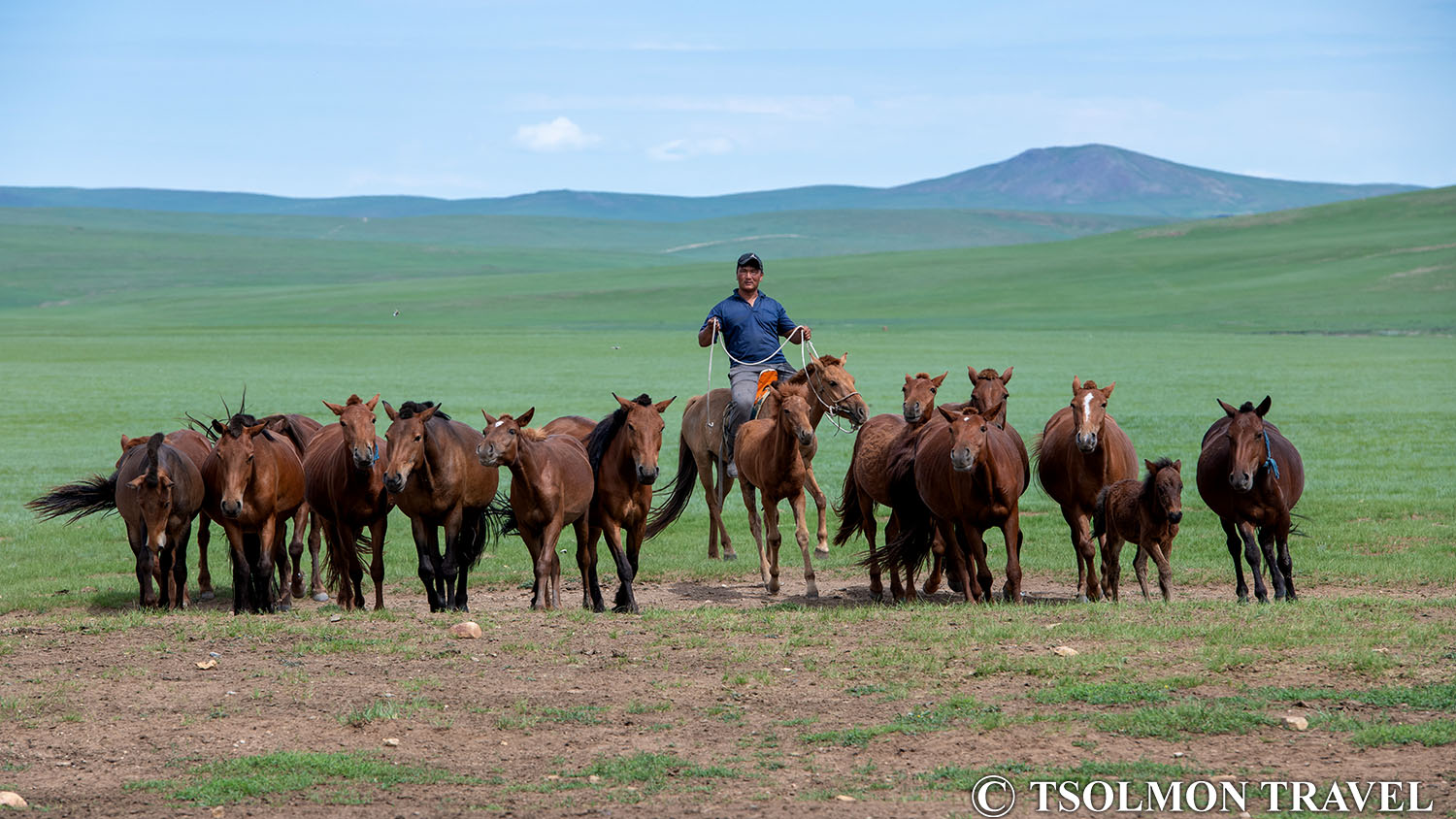 Central Mongolia Bird watching tour