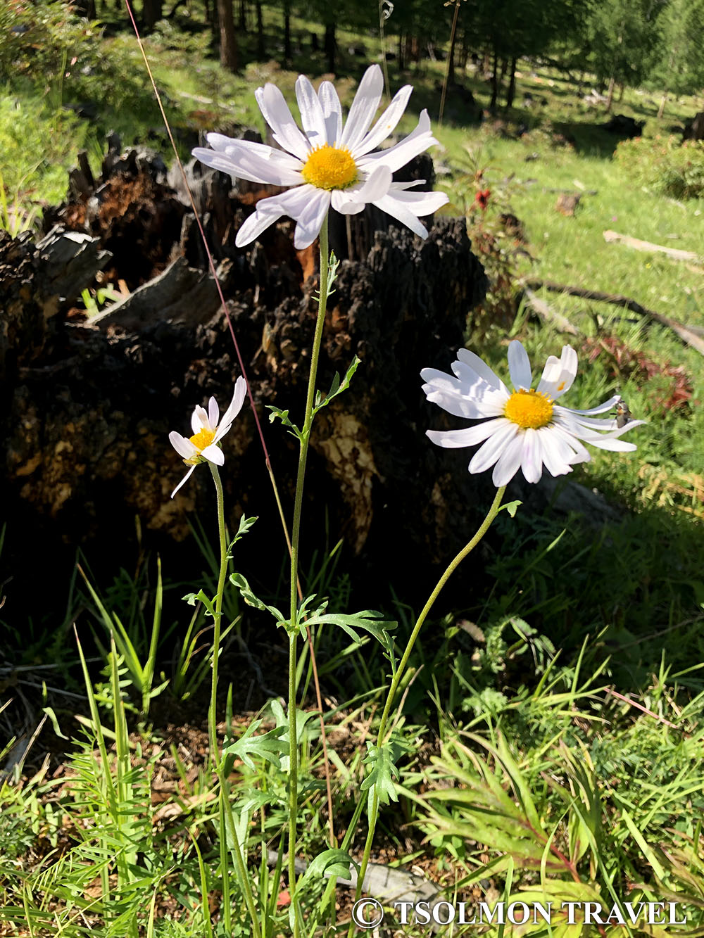 Botanical Tour in the Gobi & Terelj Region