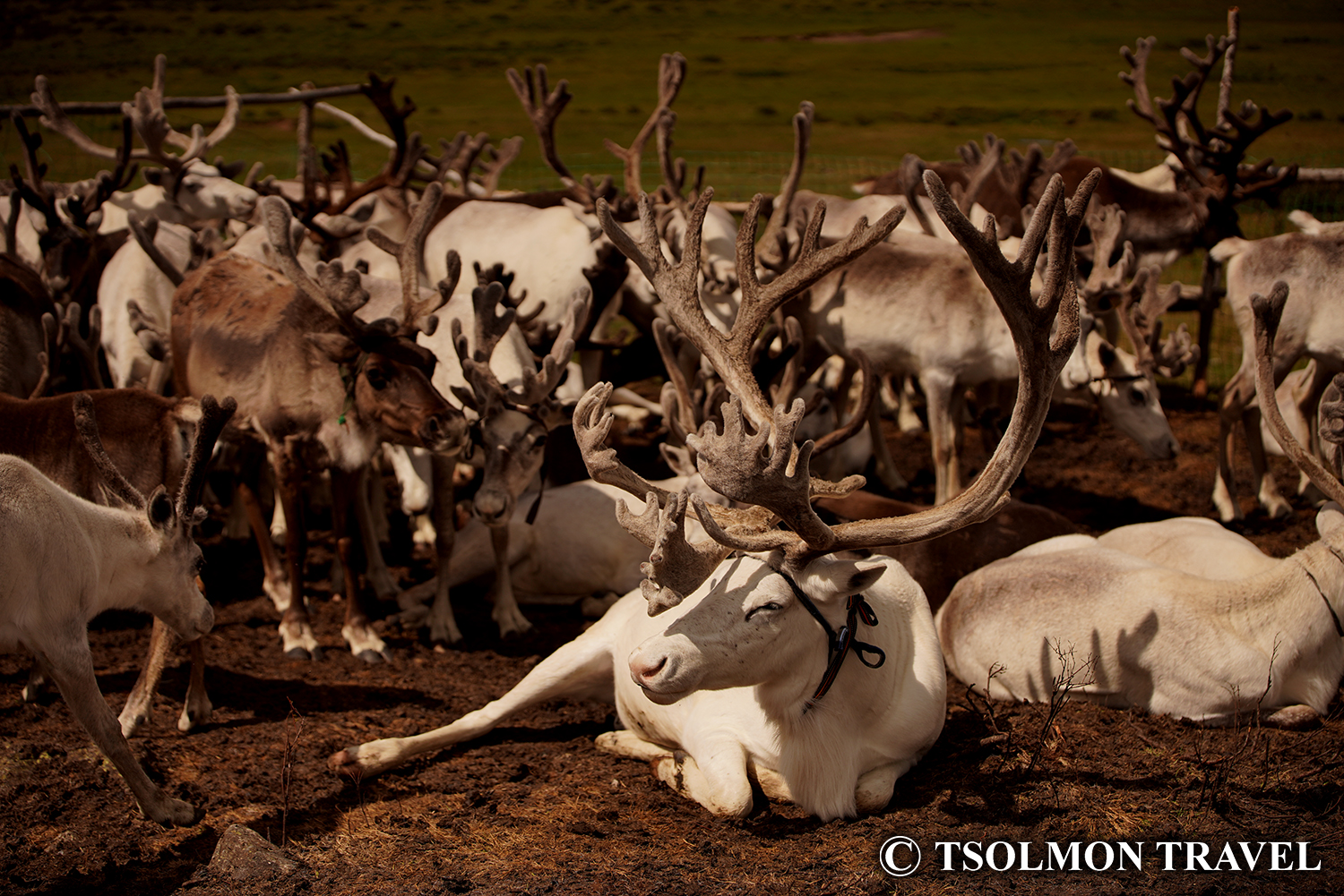 Discover the surreal beauty of Northern Mongolia